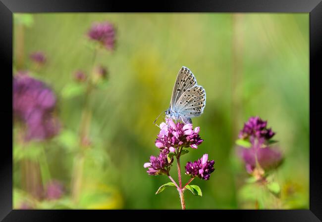 Large Blue Butterfly on Wild Thyme Framed Print by Tracey Turner