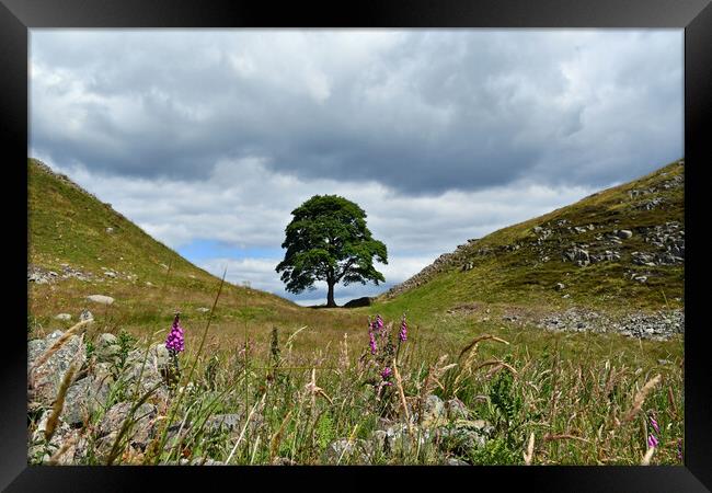 Sycamore Gap at Hadrian's Wall Framed Print by Tracey Turner