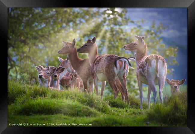 Majestic Deer Family Glistening in Sunlight Framed Print by Tracey Turner
