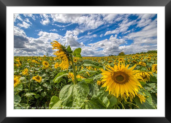 Golden Sea of Sunflowers Framed Mounted Print by Tracey Turner