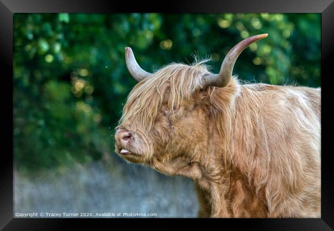 Highland Cow Framed Print by Tracey Turner
