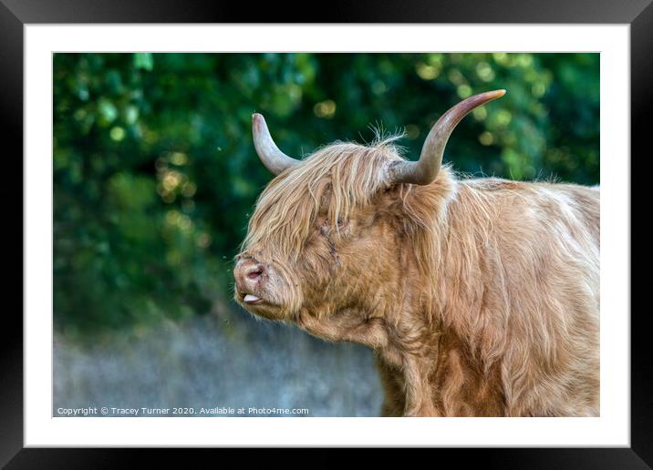 Highland Cow Framed Mounted Print by Tracey Turner