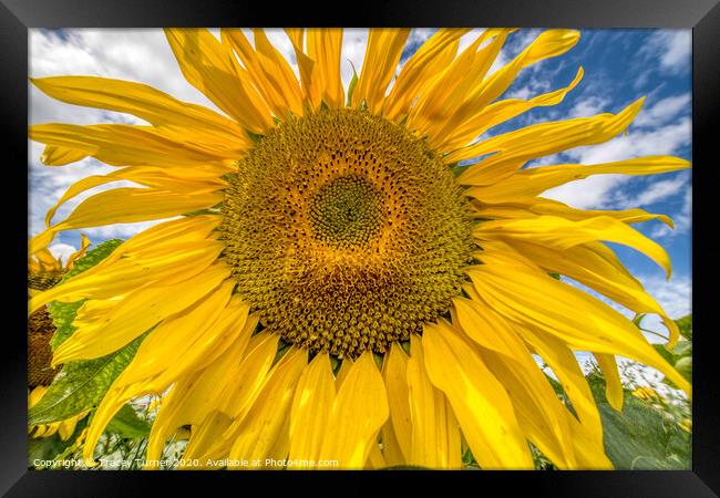 Sunflower Head Framed Print by Tracey Turner