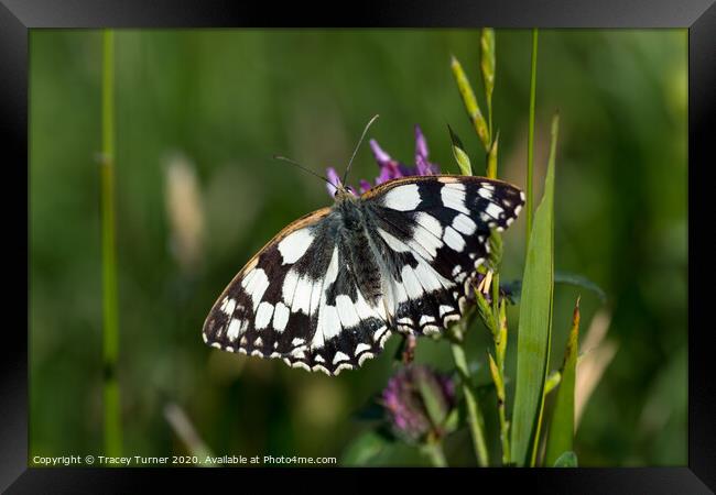 Marbled White Butterfly Framed Print by Tracey Turner