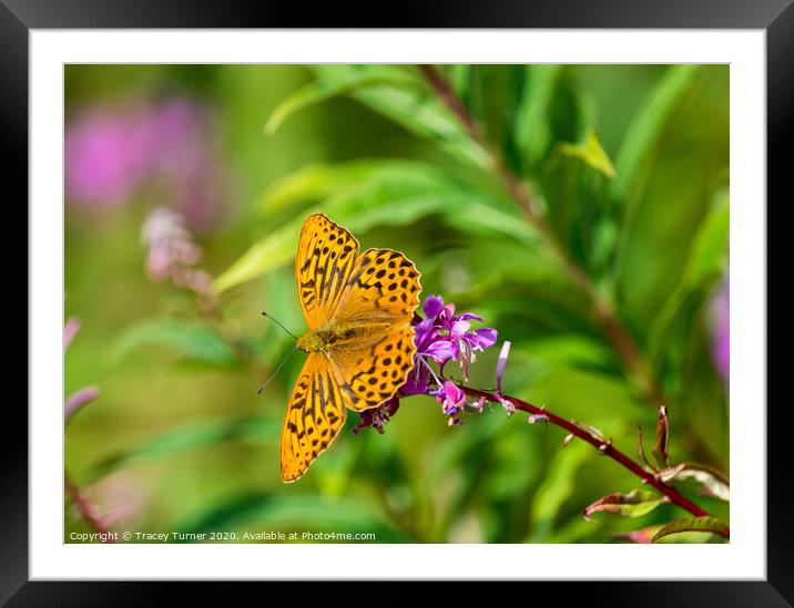Beautiful Fritillary Butterfly Framed Mounted Print by Tracey Turner