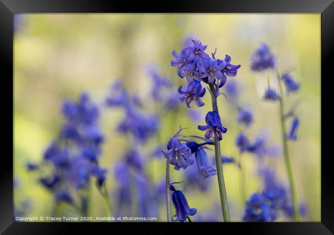 Bluebell Close-Up Framed Print by Tracey Turner