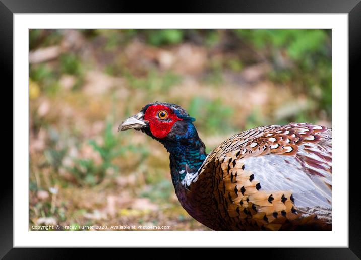 Plucky Pheasant Framed Mounted Print by Tracey Turner