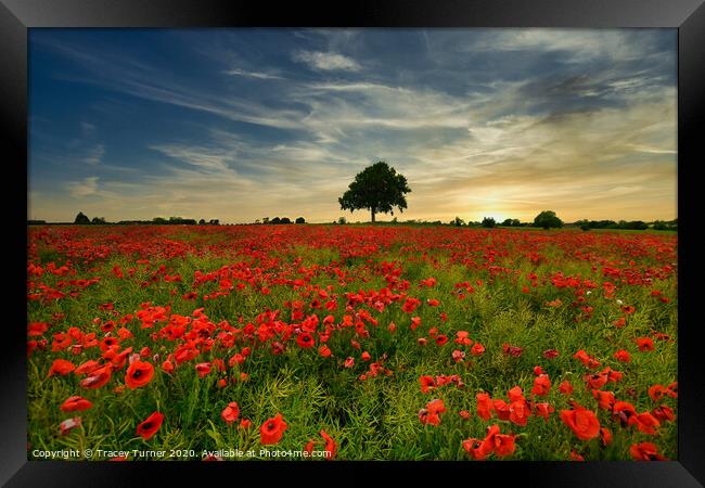 Poppy Field at Sunset Framed Print by Tracey Turner