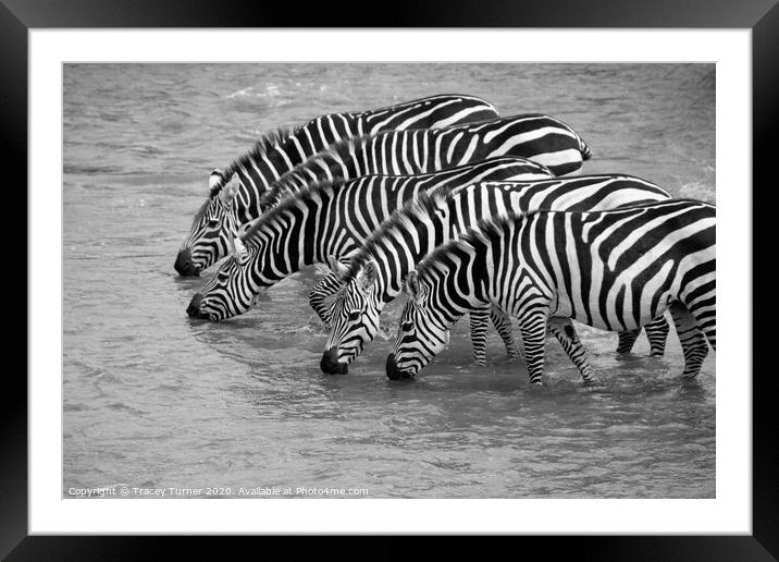 Thirsty Zebras! Framed Mounted Print by Tracey Turner