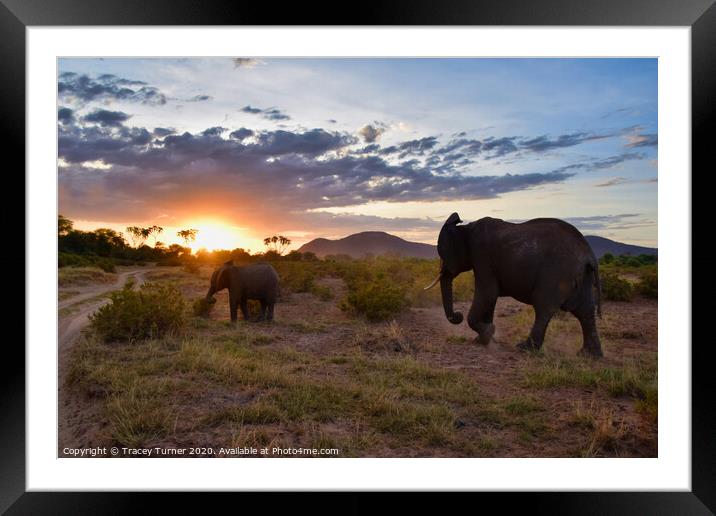 The Long Walk Home -  African Elephants at Sunset Framed Mounted Print by Tracey Turner