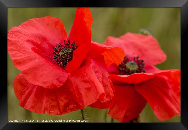 Poppy Duo, Remembrance and Hope Framed Print by Tracey Turner