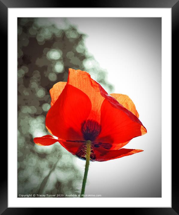 Poppy Solo Framed Mounted Print by Tracey Turner