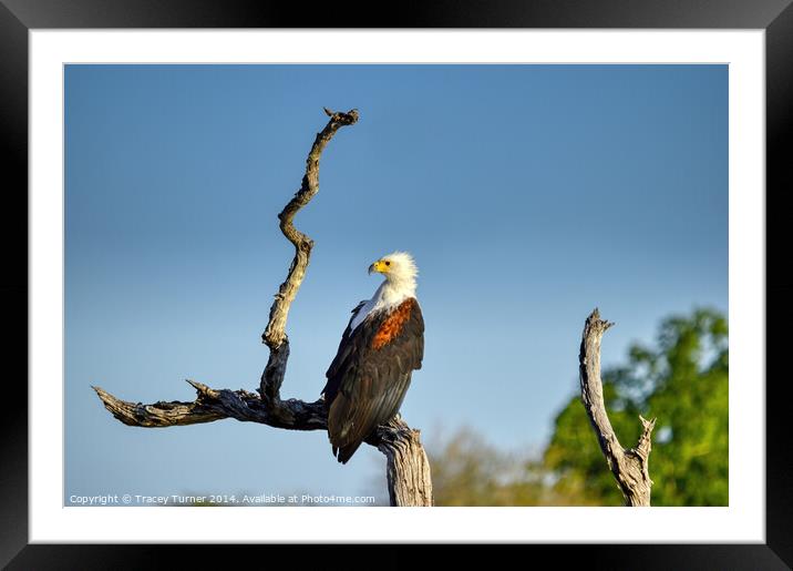 African Fish Eagle Framed Mounted Print by Tracey Turner