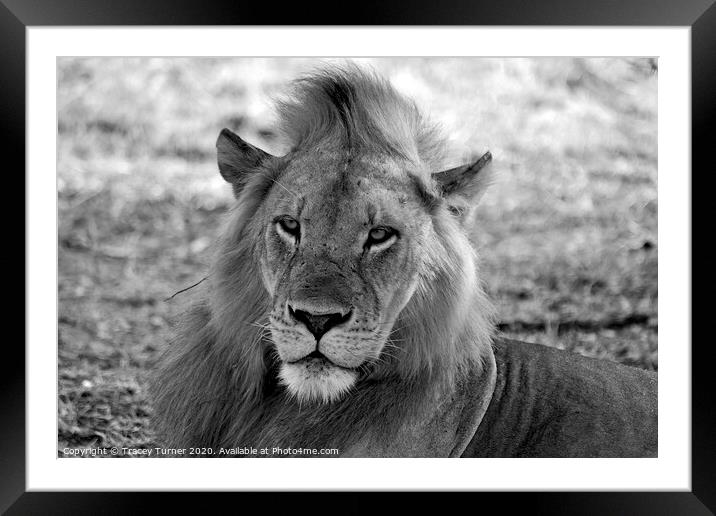 African Lion - King of the Jungle Framed Mounted Print by Tracey Turner