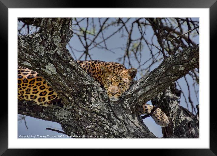 Leopard up a tree! Framed Mounted Print by Tracey Turner