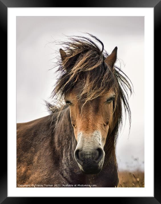 Exmoor Pony Framed Mounted Print by Tracey Turner