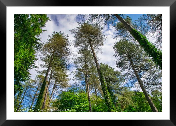 Tall Trees in the Forest of Dean Framed Mounted Print by Tracey Turner