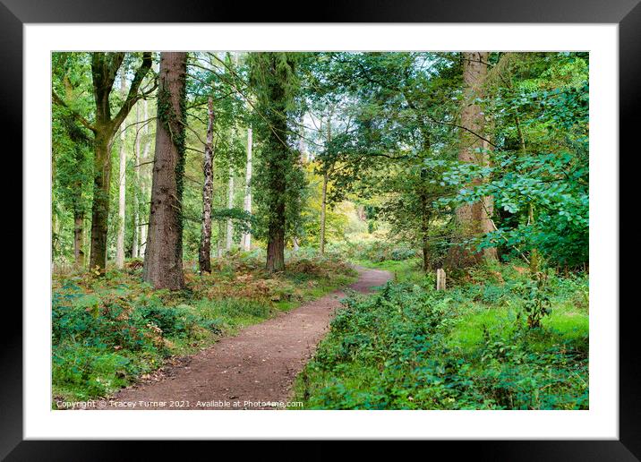 Exploring the Enchanted Forest Framed Mounted Print by Tracey Turner