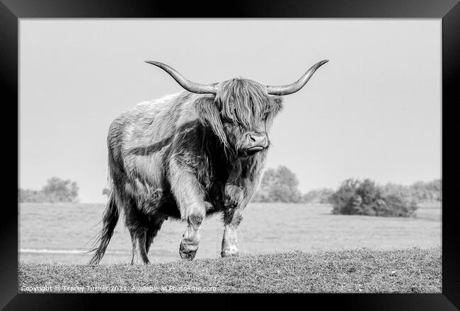 Highland Cow on Minchinhampton Common Framed Print by Tracey Turner