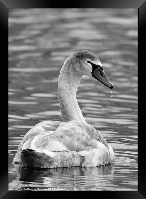 Swan Framed Print by Tracey Turner