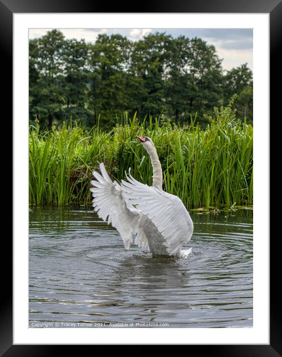 Majestic Mute Swan Preening Framed Mounted Print by Tracey Turner