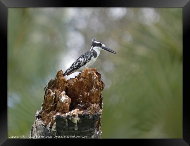 Striking Pied Kingfisher in Tanzania Framed Print by Tracey Turner