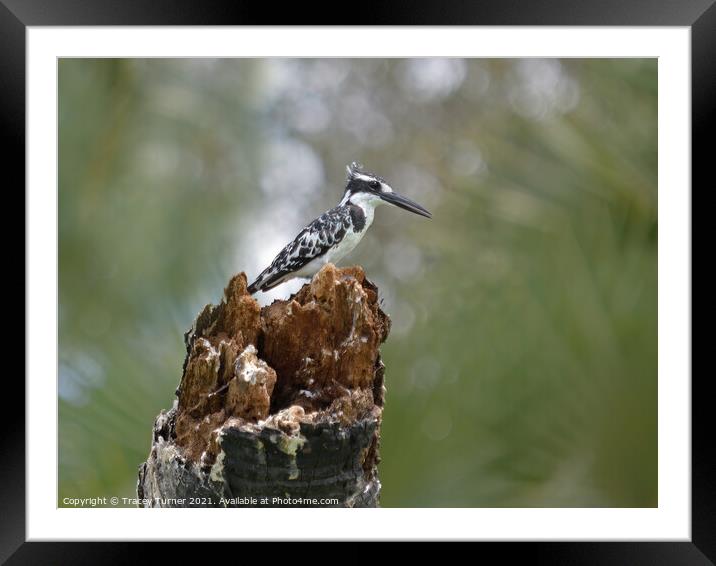 Striking Pied Kingfisher in Tanzania Framed Mounted Print by Tracey Turner