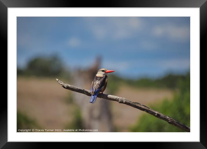 Brown Hooded Kingfisher Framed Mounted Print by Tracey Turner