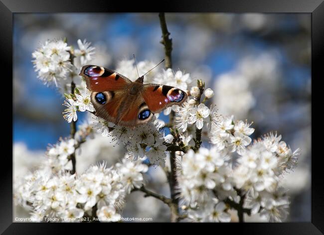 Vibrant Peacock Butterfly Among White Spring Bloss Framed Print by Tracey Turner