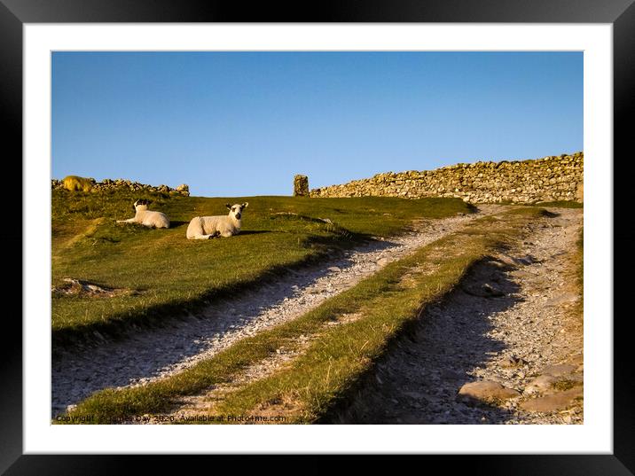 Sheep on the Path Framed Mounted Print by Jim Day