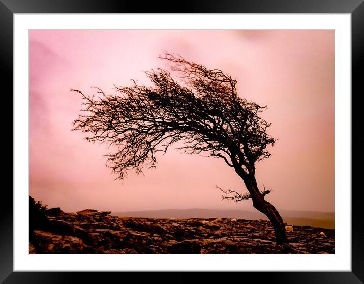 Lone Hawthorn Framed Mounted Print by Jim Day