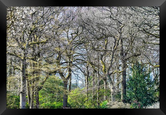 Trees in Spring Framed Print by Martin Davis