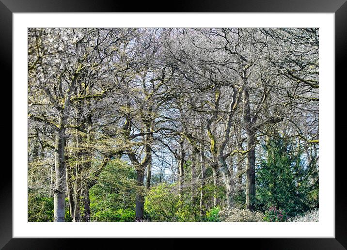 Trees in Spring Framed Mounted Print by Martin Davis