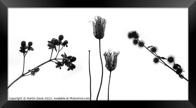 Winter Seed Heads Framed Print by Martin Davis