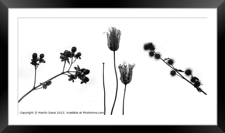 Winter Seed Heads Framed Mounted Print by Martin Davis