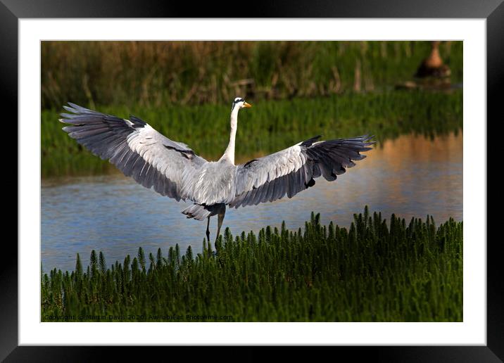 Grey Heron Spreading its Wings Framed Mounted Print by Martin Davis