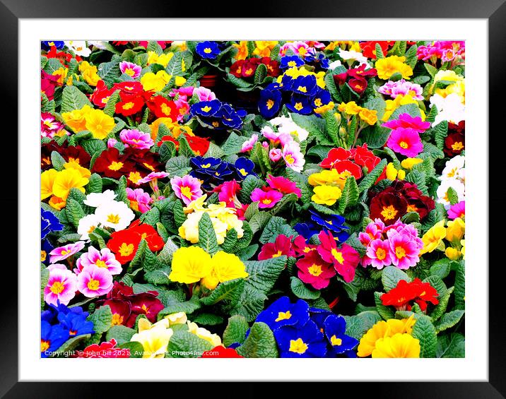 Primroses, (primula) Framed Mounted Print by john hill