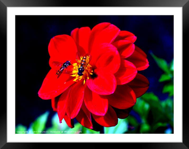 Dahlia (with Hoverflies) Framed Mounted Print by john hill