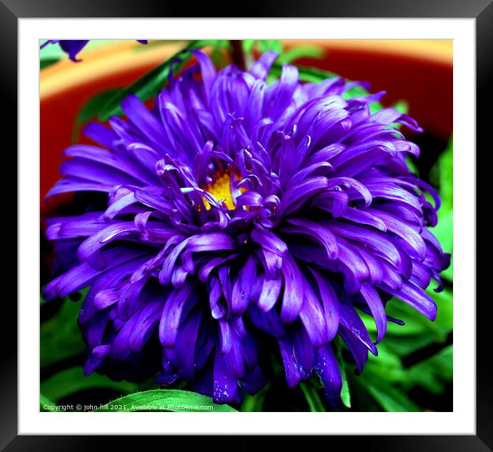 Aster (violet blue) in Macro Framed Mounted Print by john hill