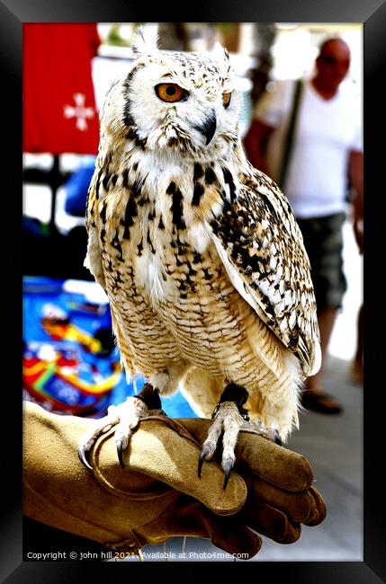 Eagle Owl, Marsaxlokk, Malta. Framed Print by john hill