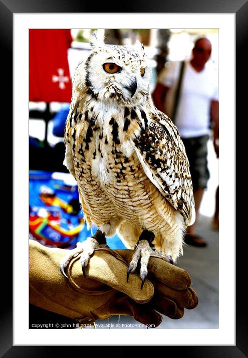 Eagle Owl, Marsaxlokk, Malta. Framed Mounted Print by john hill