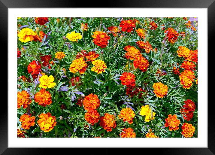 Marigold Tagetes patula flowers Framed Mounted Print by john hill