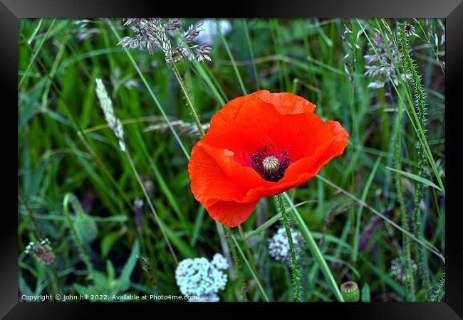 Single wild red poppy. Framed Print by john hill