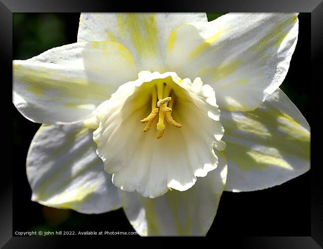Hybrid White Daffodil. ( Narcissus ) Framed Print by john hill