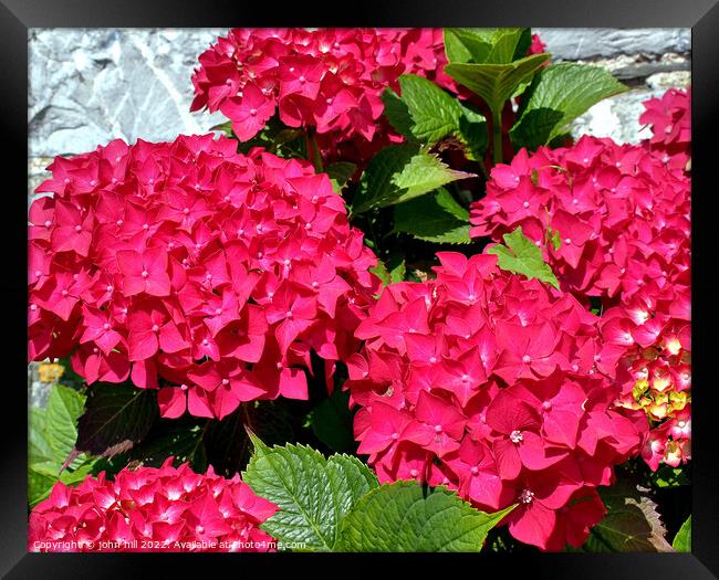 Hydrangea flowers Framed Print by john hill