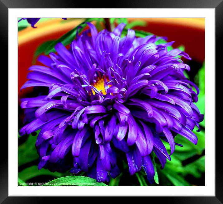 Aster (violet blue) in Macro Framed Mounted Print by john hill