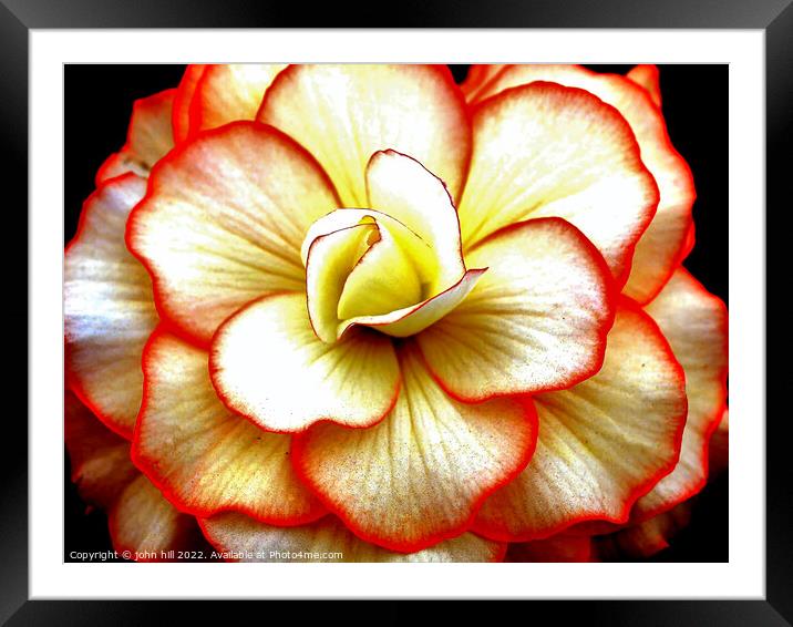 Begonia  close-up. Framed Mounted Print by john hill