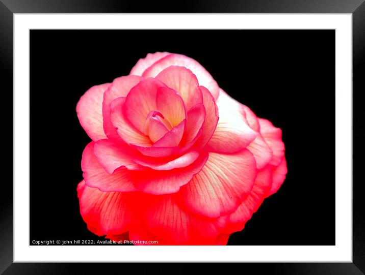Pink Begonia flower. Framed Mounted Print by john hill