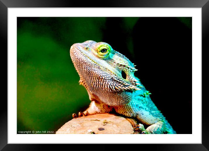 A close up of a bearded lizard Framed Mounted Print by john hill