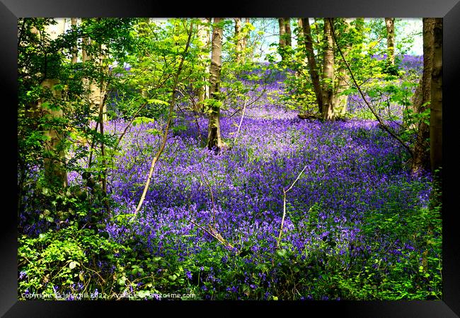 Bluebell woodland carpet Framed Print by john hill